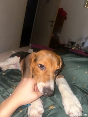 beagle de vanzare  - imagine 2