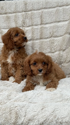 Puiuți maltipoo  pudel-maltese  - imagine 2