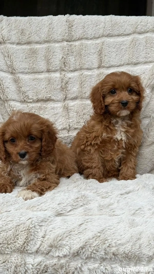 Puiuți maltipoo  pudel-maltese  - imagine 3