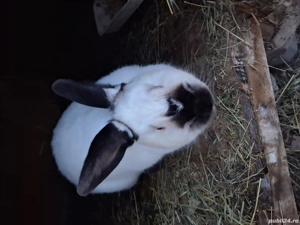 Vând iepuri californieni  - imagine 5