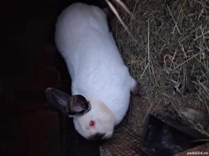 Vând iepuri californieni 