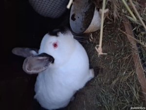 Vând iepuri californieni  - imagine 4