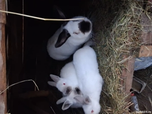 Vând iepuri californieni  - imagine 2