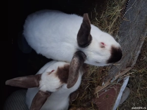 Vând iepuri californieni  - imagine 3