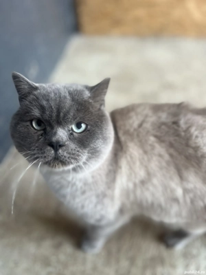 Motan British Shorthair - imagine 2