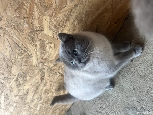 Motan British Shorthair - imagine 3