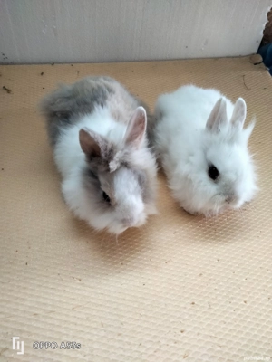 Iepurasi pitici - imagine 3