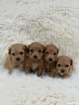 Maltipoo Toy pudel + bichon  - imagine 2