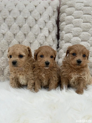 Maltipoo Toy pudel + bichon  - imagine 5