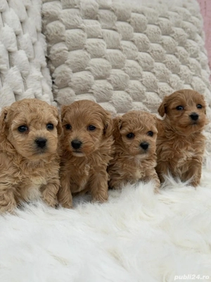 Maltipoo Toy pudel + bichon 