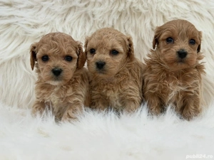Maltipoo Toy pudel + bichon  - imagine 4