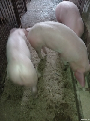 Trei fetițe căutăm cazare. - imagine 2