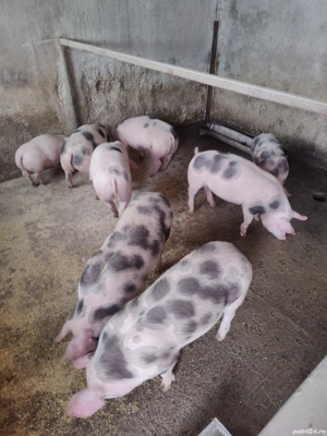 vand porci șoldani  - imagine 4