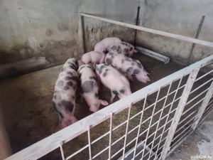 vand porci șoldani  - imagine 2