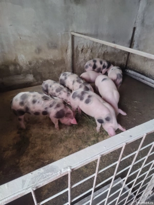 vand porci șoldani  - imagine 3