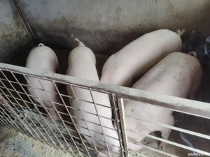 vand porci șoldani  - imagine 5