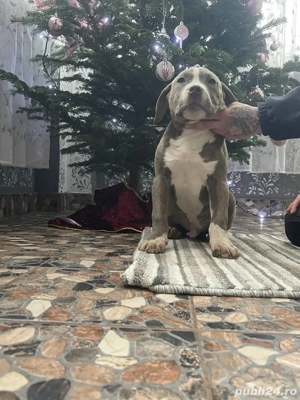 American Bully Xl - imagine 2