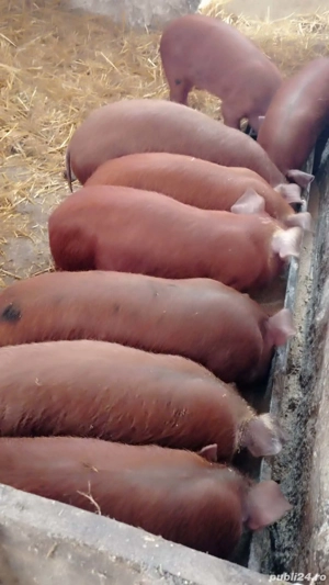 Purcei de 12 săptămâni 