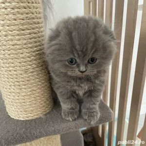 Felisa autorizată- Pui SCOTTISH FOLD Sănătoși și Socializati! - imagine 2