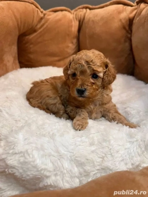 Pudel Toy poodel barboncino - imagine 3