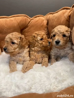 Pudel Toy poodel barboncino - imagine 2