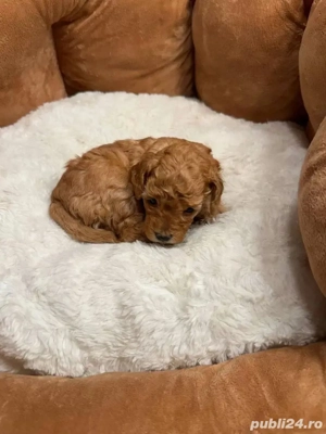 Pudel Toy poodel barboncino - imagine 4