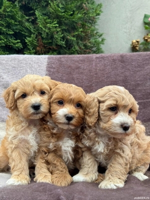 Maltipoo Toy Pudel - Bichon  - imagine 2