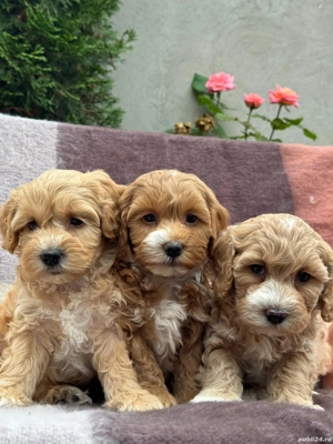 Maltipoo Toy Pudel - Bichon  - imagine 3