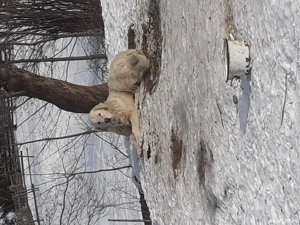 Mascul ciobanesc balan  - imagine 2