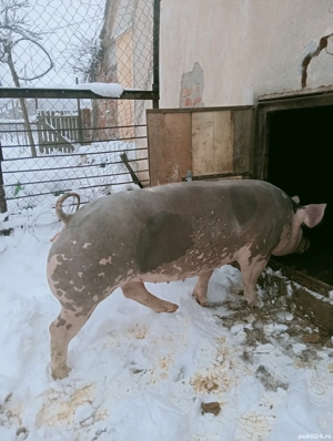 Vând scroafă pietrain belgian pentru reproducție în jur de 150 kg preț 15 lei kg sau schimb  - imagine 3
