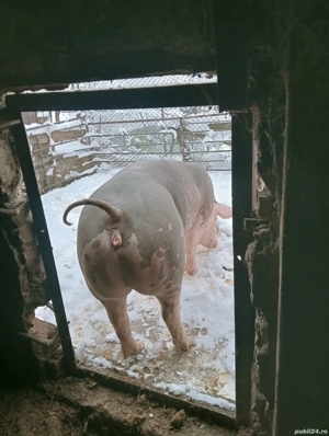 Vând scroafă pietrain belgian pentru reproducție în jur de 150 kg preț 15 lei kg sau schimb 