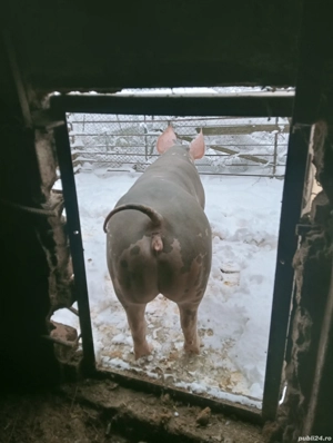 Vând scroafă pietrain belgian pentru reproducție în jur de 150 kg preț 15 lei kg sau schimb  - imagine 2