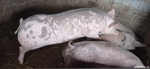 Vând 1 vier și 2 purcele pietran