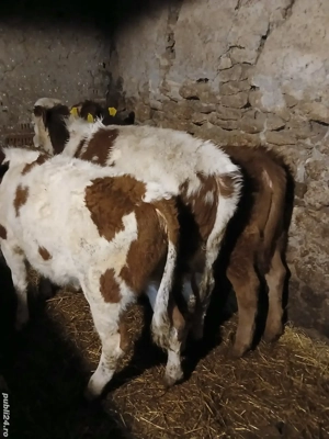 vitele de vânzare  - imagine 5