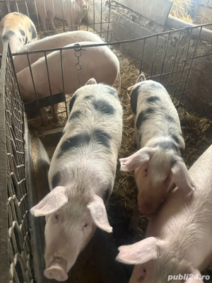 Vând porci intre 70-90 kg - imagine 2