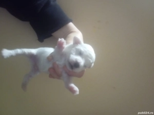 Pui Bichon Frise  