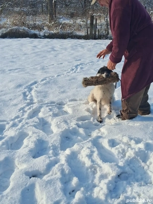 Vand caine brac german - imagine 2