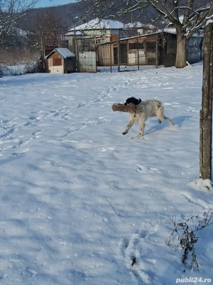 Vand caine brac german - imagine 3