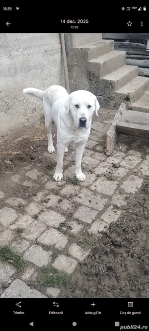 donez catei  - imagine 4