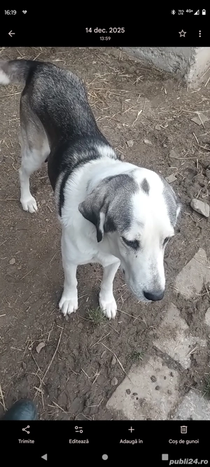 donez catei  - imagine 3