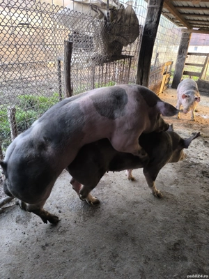 2 vieri pietrain de 9 luni - imagine 2