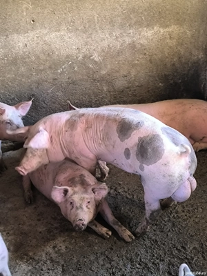 2 vieri pietrain de 9 luni - imagine 4