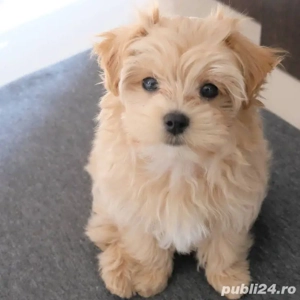 Bichon Havanez rasa pura 