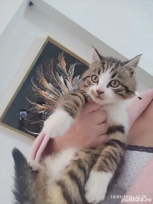 Siberiana de Padure  - imagine 2