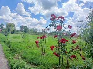 Casa superba in Tinca, 225 mp, 20 ari luciu de apa, teren fotbal, spatii verzi - imagine 2