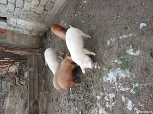 Vând purcei de opt săptămâni - imagine 4