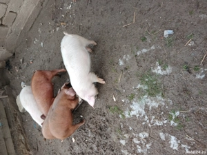 Vând purcei de opt săptămâni