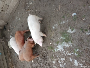 Vând purcei de opt săptămâni - imagine 3