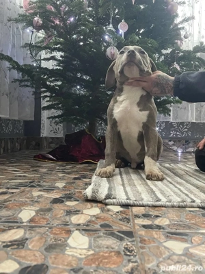 American Bully Xl - imagine 4