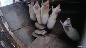 Vand purcei  - imagine 4